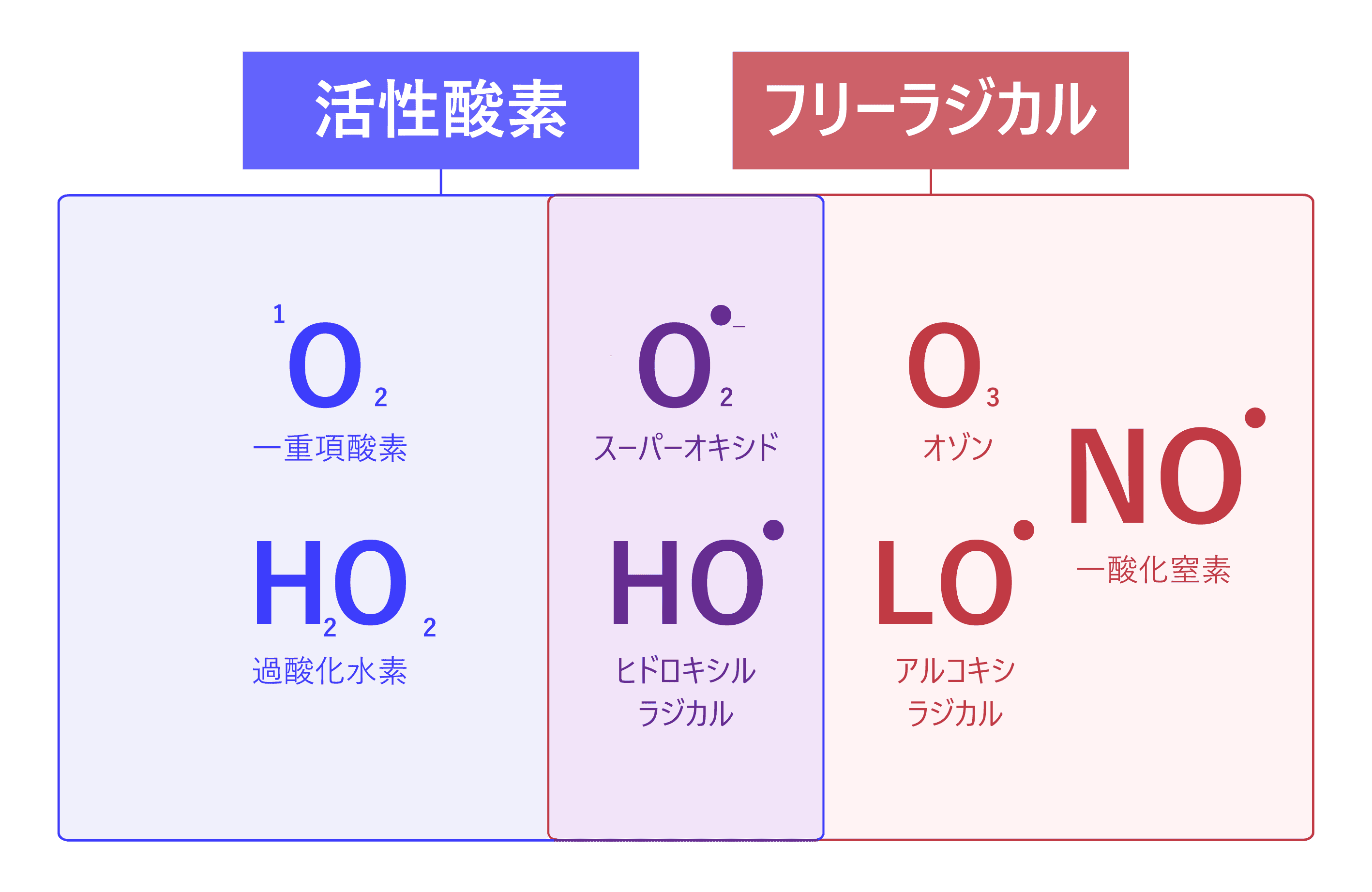 活性酸素の種類説明図